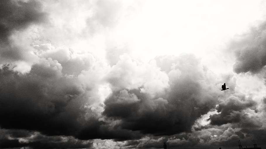 india, chennai, landscape, sky, pigeon, bird, nature, cloud - sky HD wallpaper