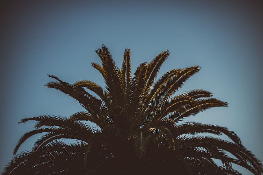 green palm tree, plant, arecaceae, nature, outdoors, silhouette HD wallpaper