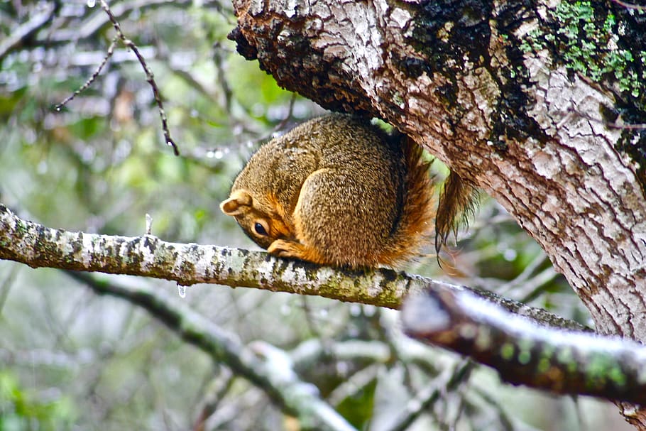 wallpaper, nature, wet, tree, squirrel, animal, outdoor, rain HD wallpaper