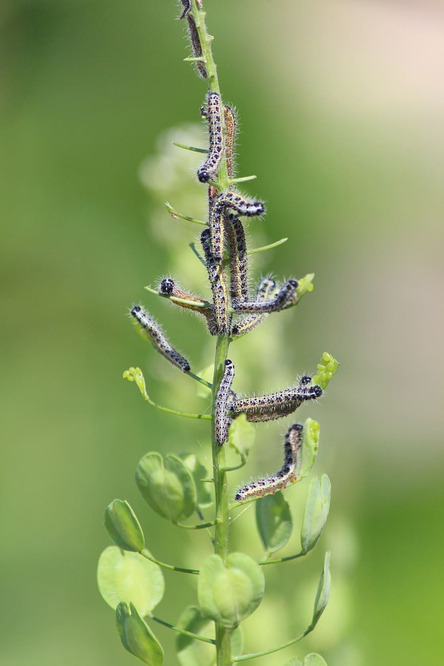 the caterpillars, macro, nature, insect, larva, summer, bespozvonochnoe, HD wallpaper