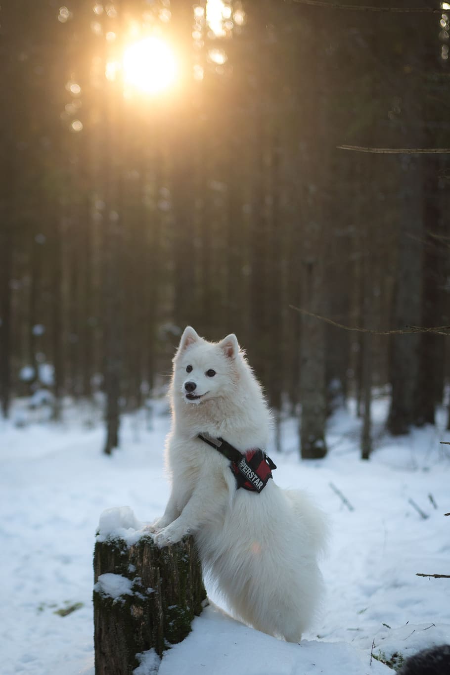 snow, winter, cold, christmas, frosty, outdoors, season, frozen HD wallpaper
