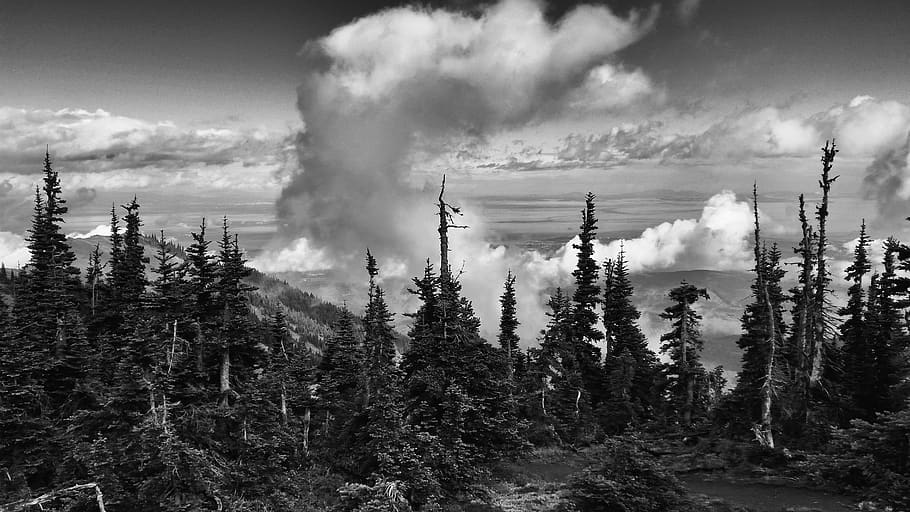 blue mountain, washington, clouds, dramatic, forest, olympic national park HD wallpaper