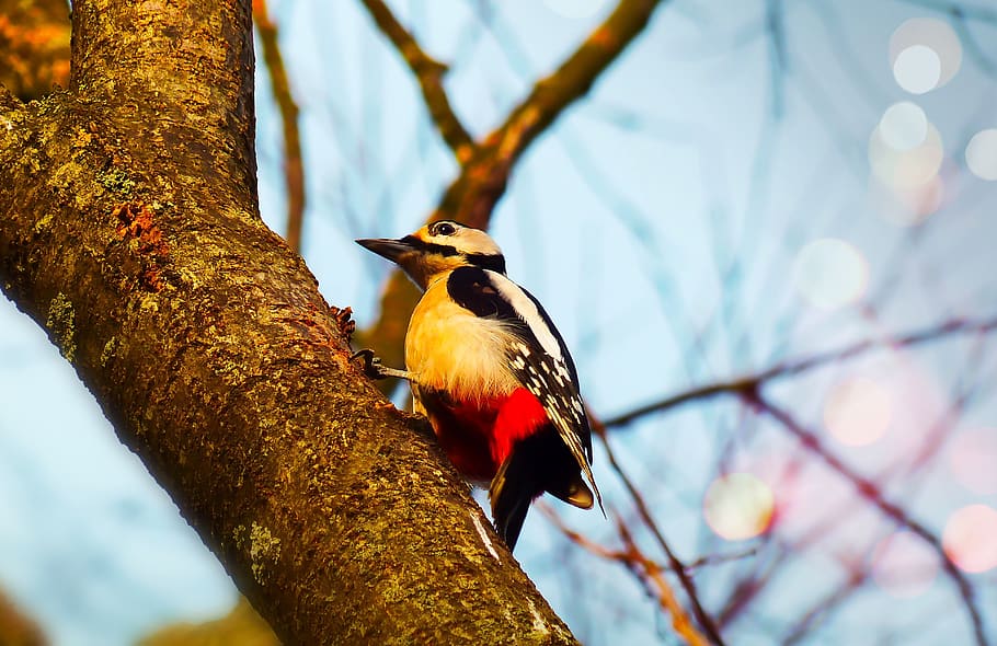 woodpecker, bird, useful, tree, sky, animals, nature, at the court of HD wallpaper