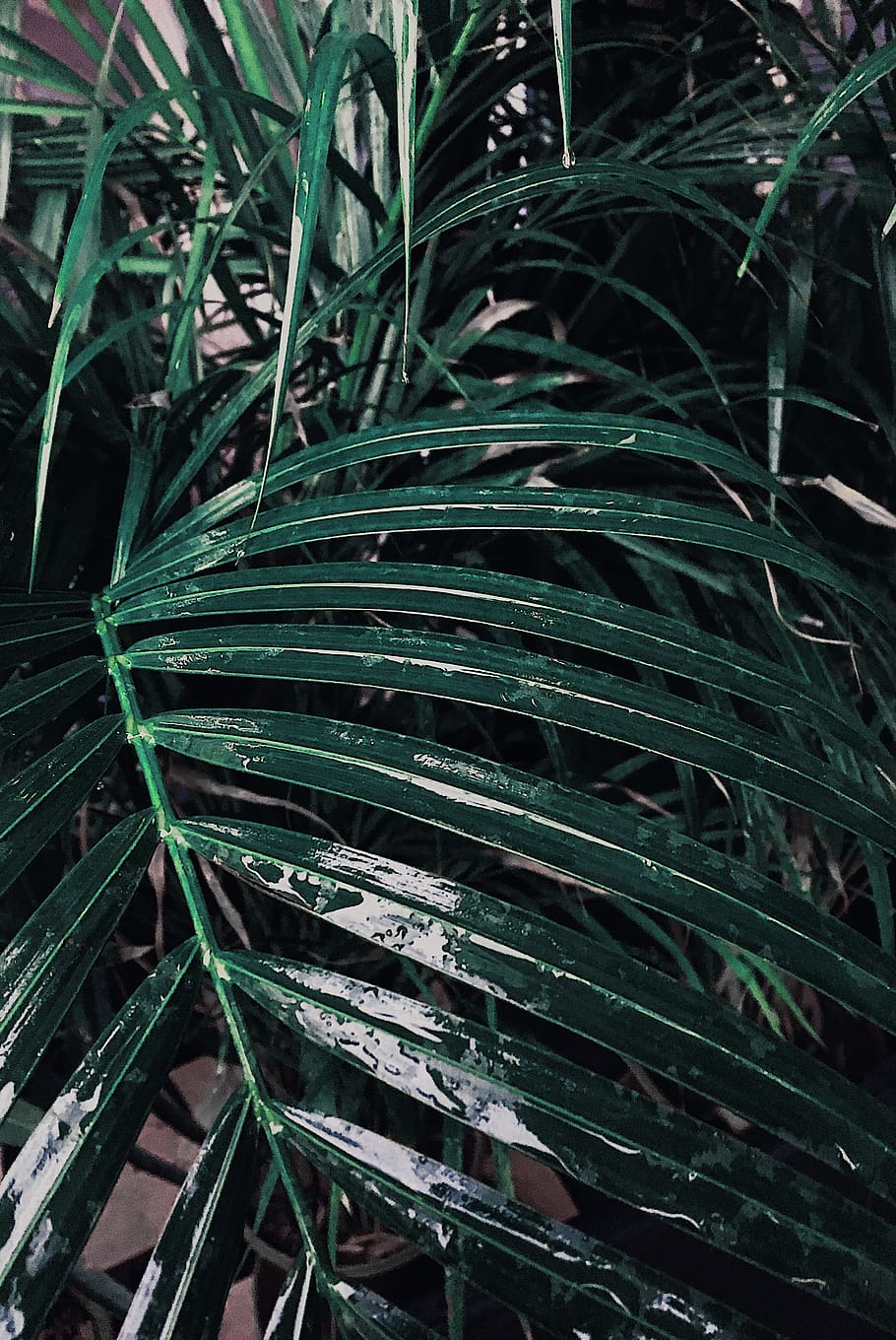 germany, berlin, plant, growth, leaf, plant part, green color HD wallpaper