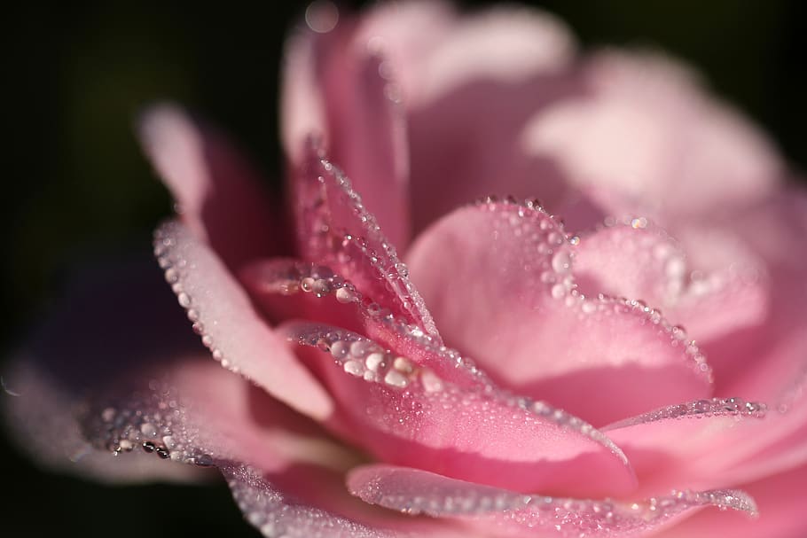 water, droplets, dewdrops, pink, rose, roses, flower, flowers HD wallpaper