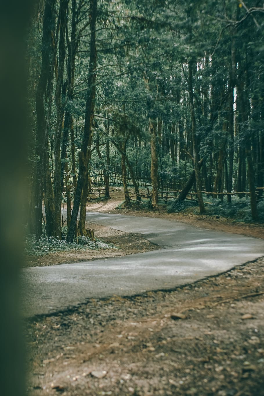 trees, forest, lake, road, bike, woods, peace, fresh, folk HD wallpaper