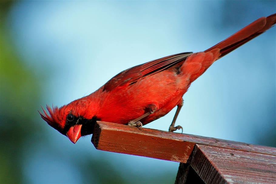 bird, wildlife, nature, outdoors, red bird, male cardinal, animal themes, HD wallpaper