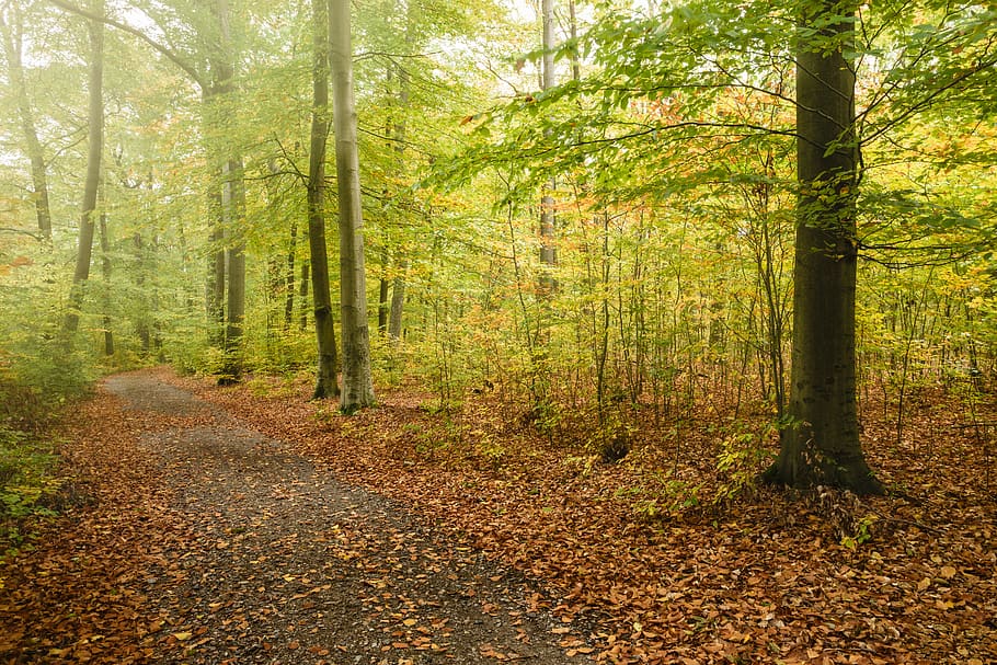 green-leafed trees, forst, buher, buch, germany, berlin, fallen HD wallpaper