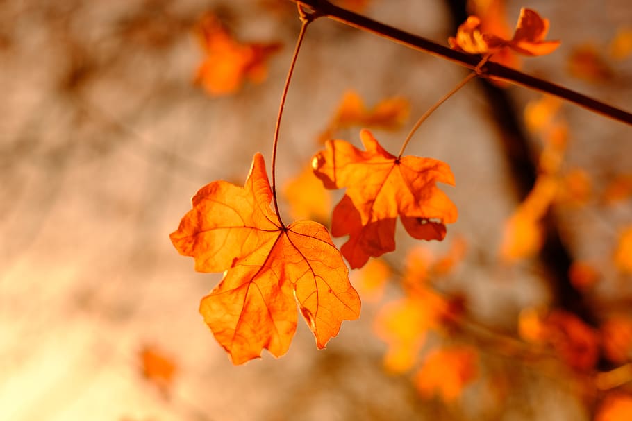 maple, maple leaf, autumn, leaves, dry, branch, plant part HD wallpaper