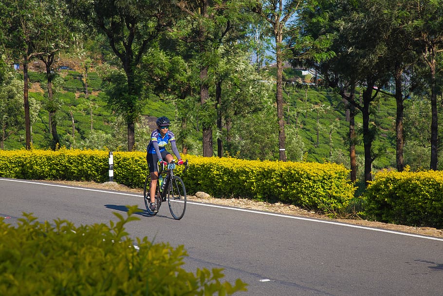 india, ooty, forest, cyclist, bike, trees, tea garden, plant HD wallpaper