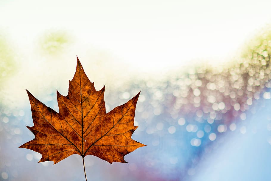 leaf, fall, autumn, bokeh, blur, fog, plant part, nature, change HD wallpaper