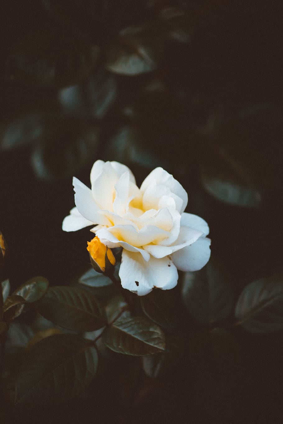 Close-up Photography of White Petaled Flowers, bloom, blooming HD wallpaper