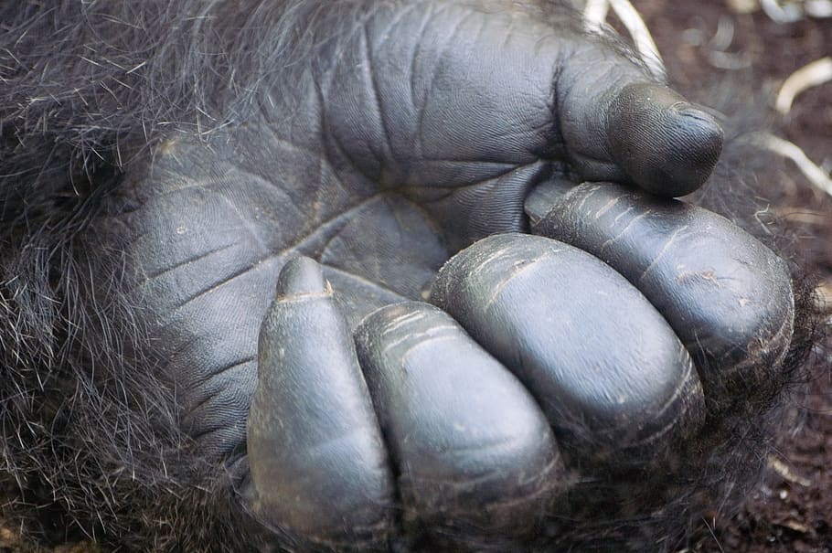 black ape hands, germany, münchen, tierparkstraße 30, animal themes HD wallpaper