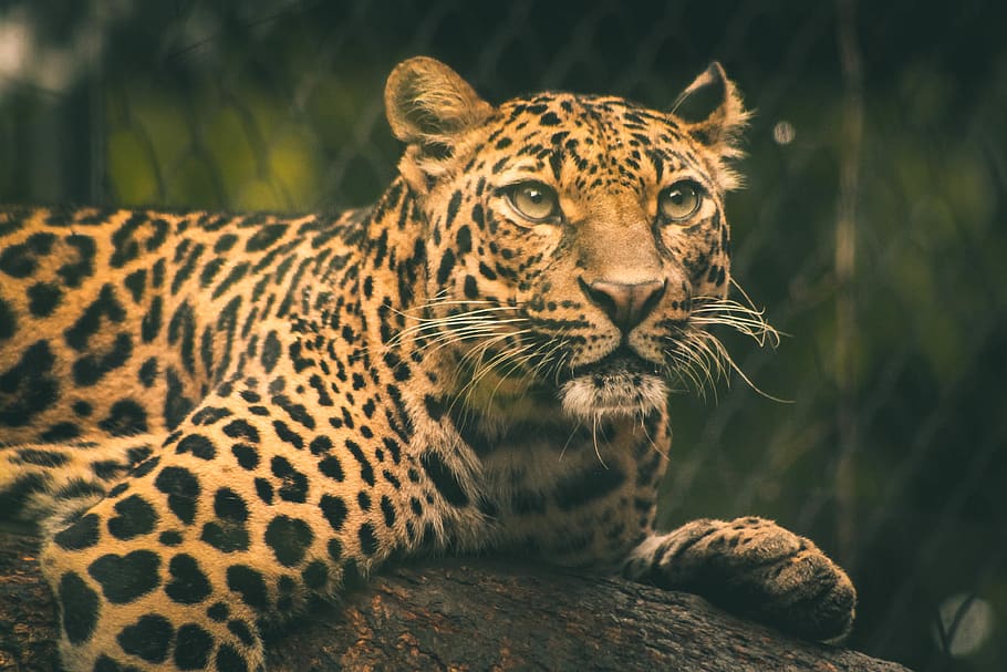 Selective Focus Photography of Leopard, animal, animal photography, HD wallpaper