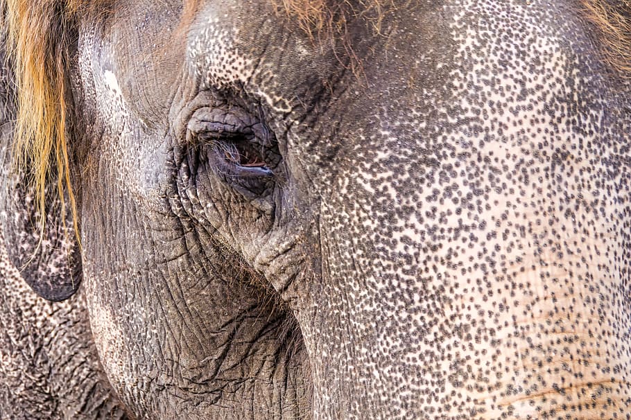 elephant, eye, zoo, hanover, animal themes, animal wildlife HD wallpaper