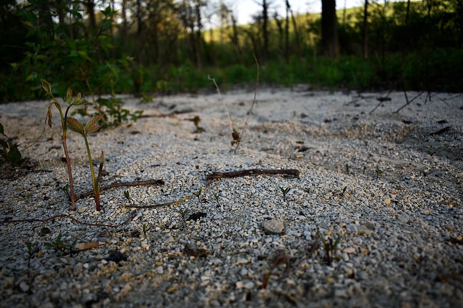 trees, nature, gravil, micro, plant, no people, selective focus HD wallpaper