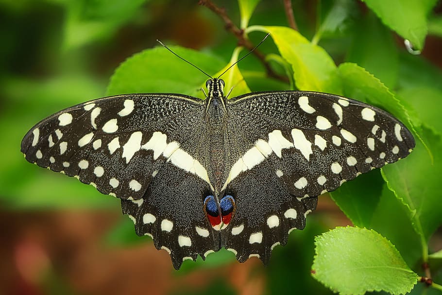 butterfly, leaf, insect, nature, summer, close up, animal, edelfalter HD wallpaper