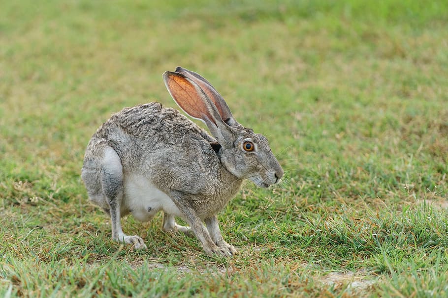 gray rabbit standing on green grass, animal themes, mammal, animal wildlife HD wallpaper