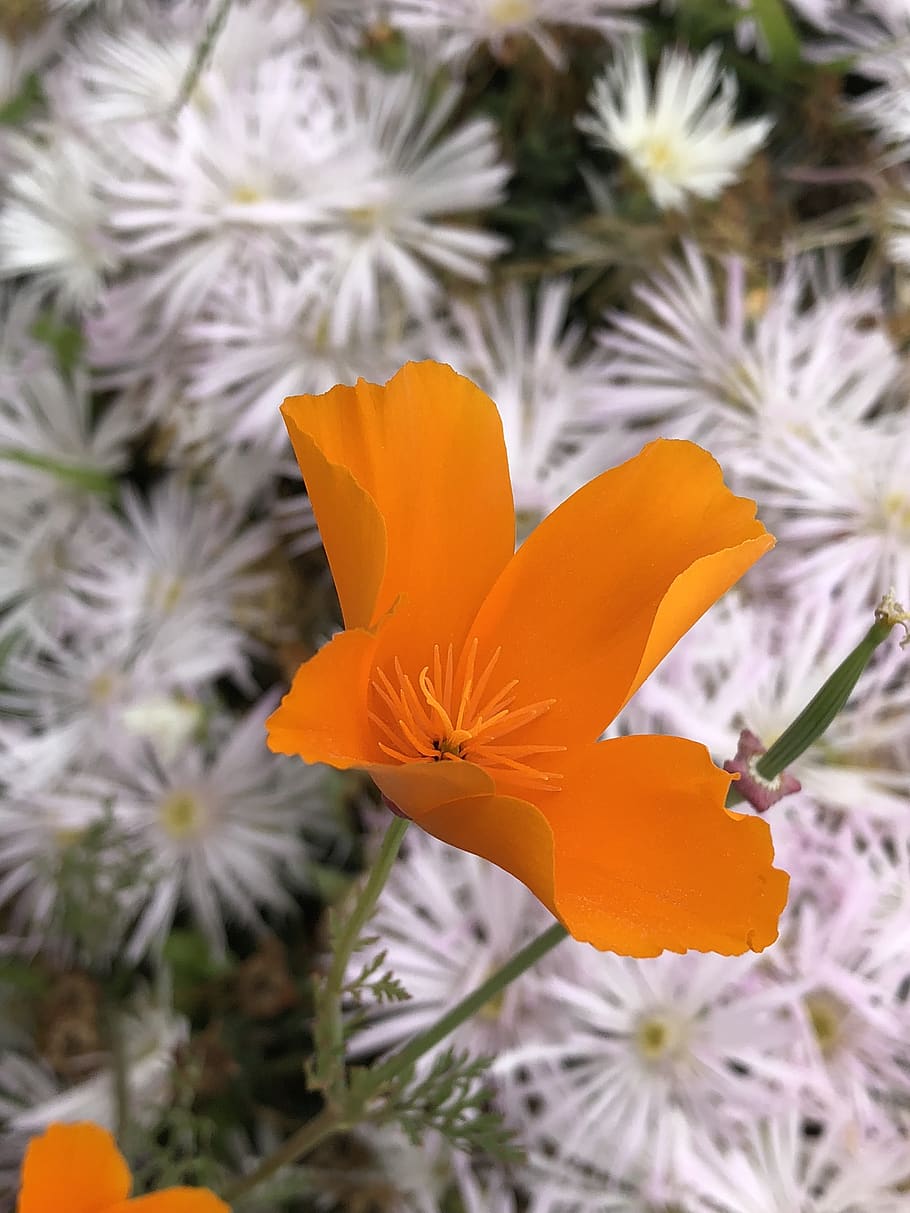 flower, floral, orange, flowering plant, freshness, petal, fragility HD wallpaper
