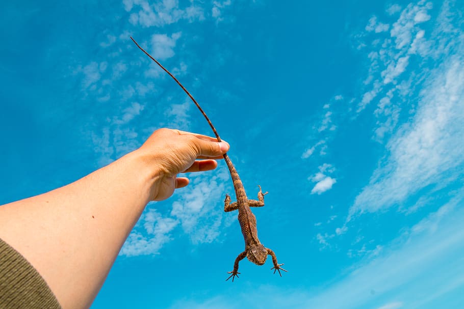 Person Holding Brown Lizard, exotic, hand, wildlife, human body part HD wallpaper