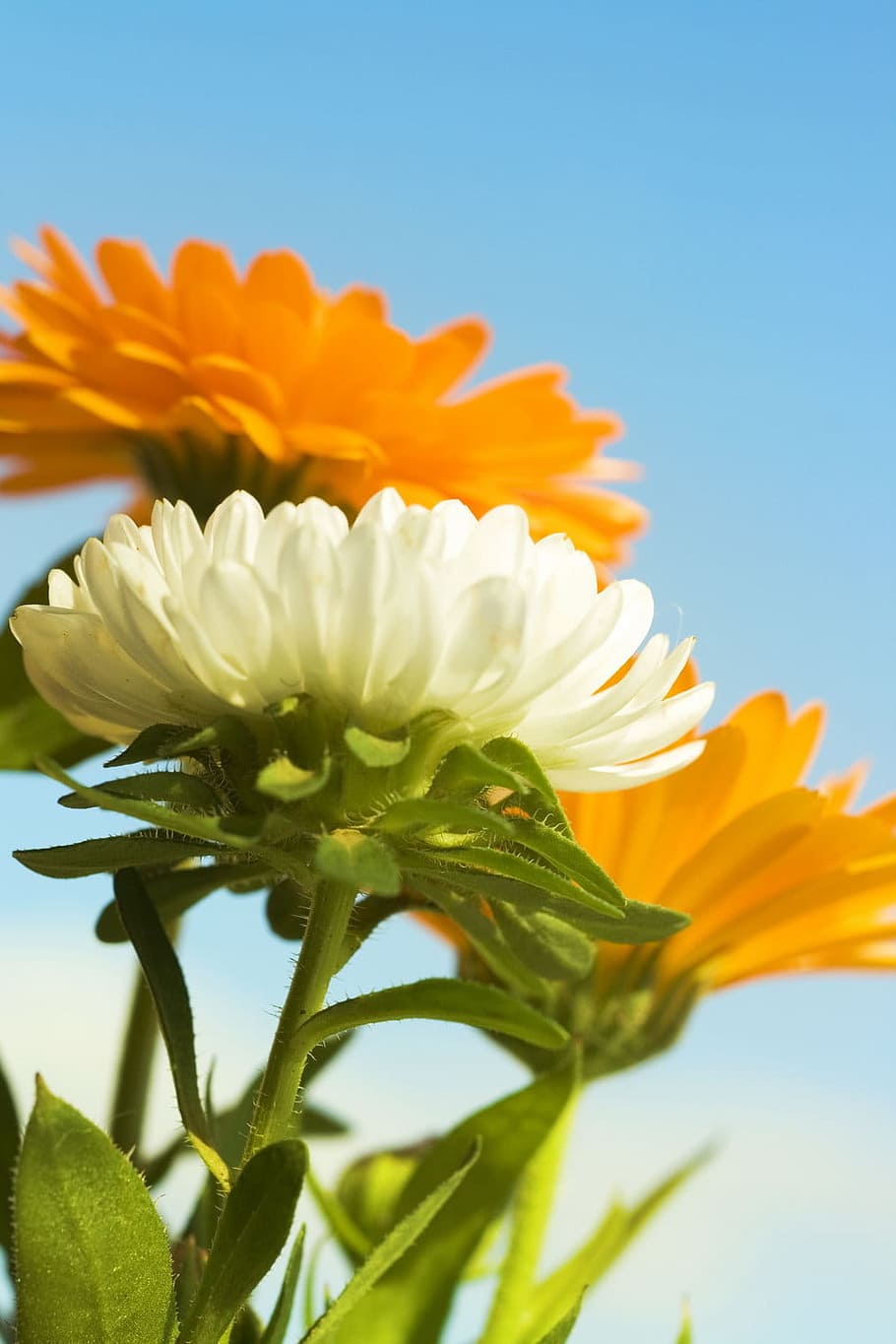 background, beautiful, closeup, flower, garden, green, nature HD wallpaper
