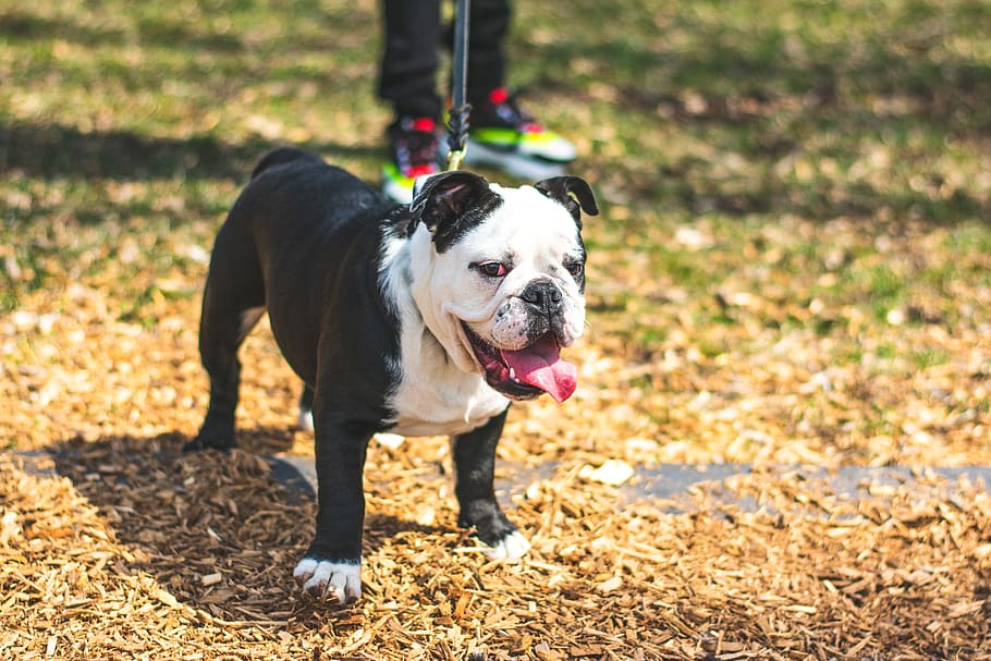 Standing English Bulldog, adorable, animal, breed, canine, close-up, HD wallpaper