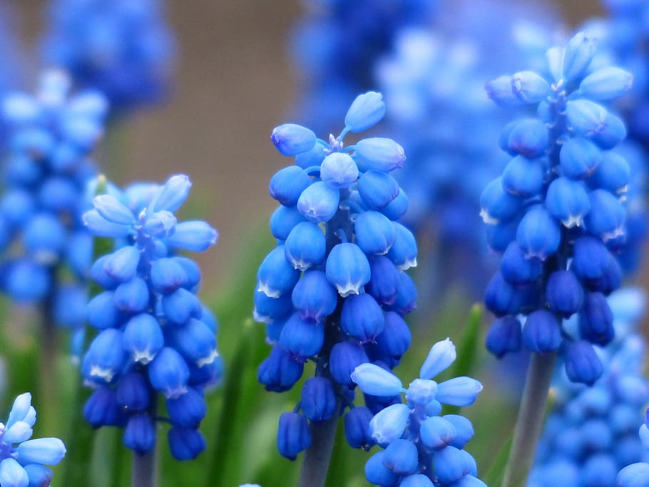 Blue and White Petaled Flower, bloom, blossom, flora, flowers HD wallpaper