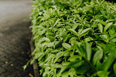 Municipal greenery, flora, leaf, leaves, spring, Italy, may, hedge HD wallpaper