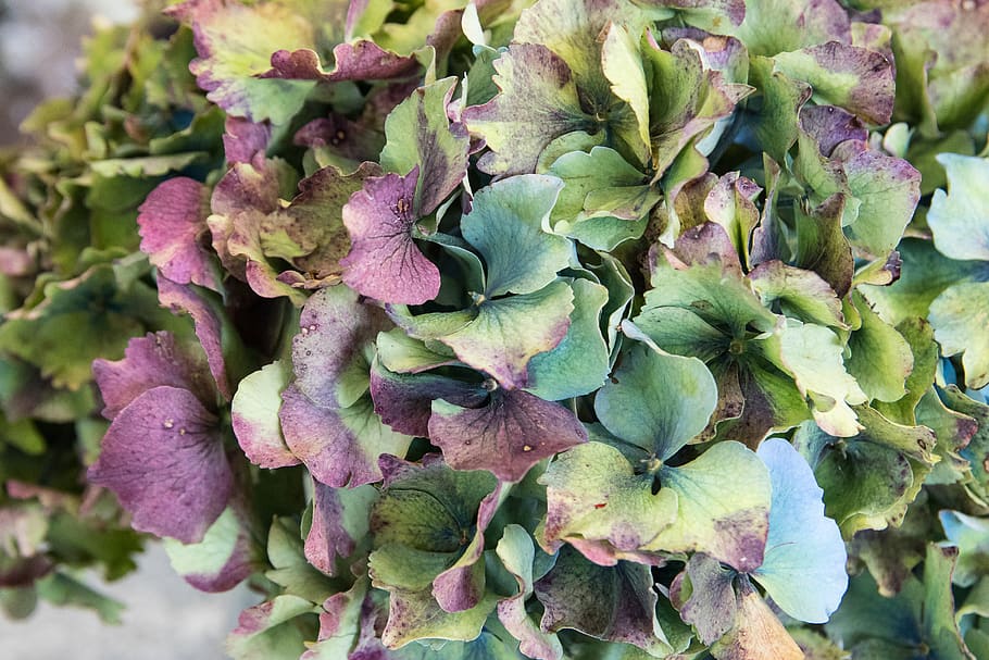 hydrangea, flower, plant, blossom, bloom, faded, autumn, colorful HD wallpaper