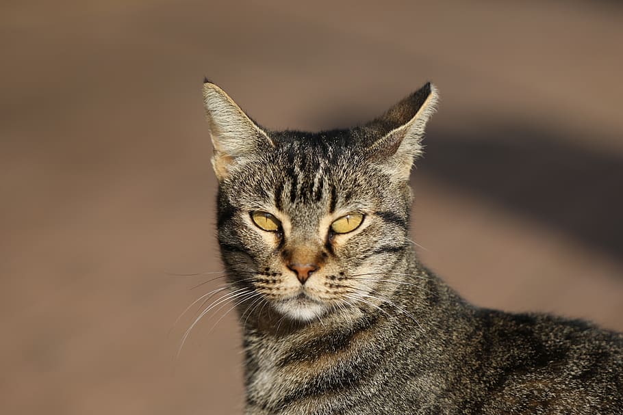 cat, close up, head, eyes, whiskers, mammal, domestic animals HD wallpaper