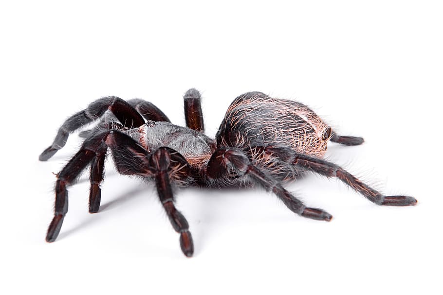 spider, tarantula, big, fear, isolated, creepy, white, studio HD wallpaper