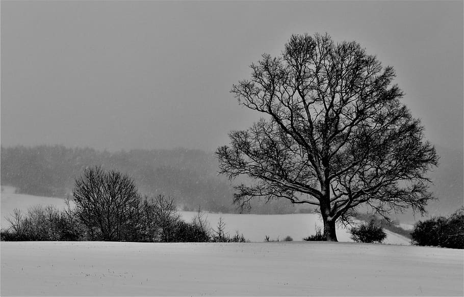 landscape, winter, snow, nature, trees, plant, cold temperature HD wallpaper