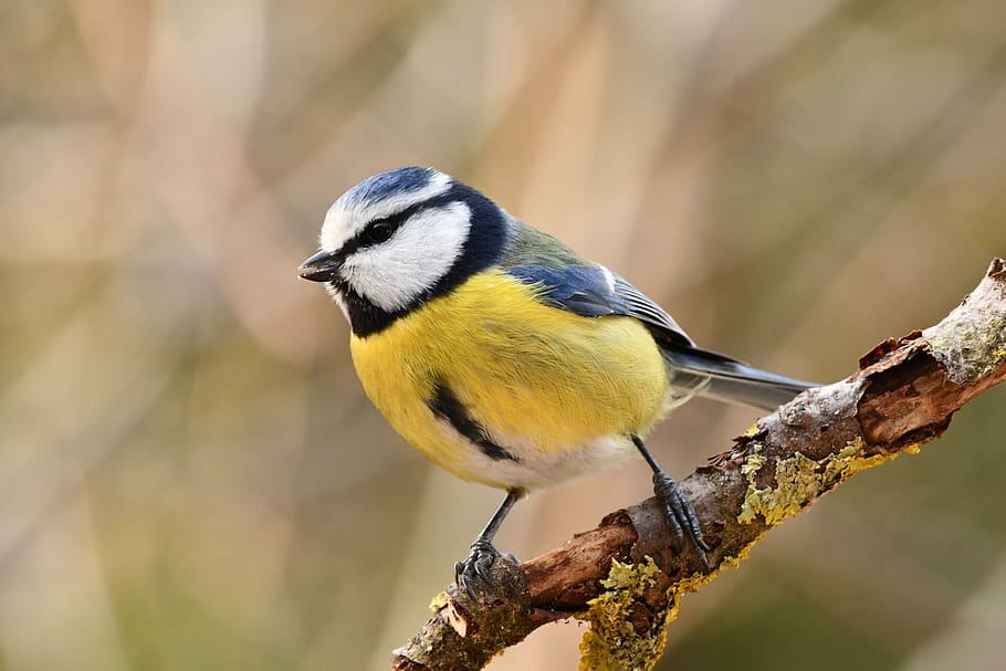 bird, blue tit, forest, spring, feathers, colors, one animal HD wallpaper