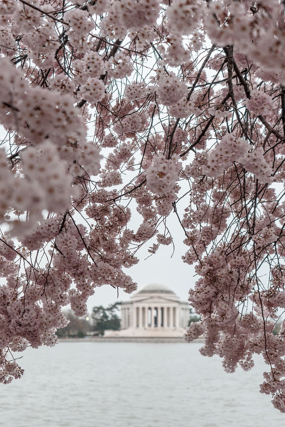 pink cherry flowers during daytime, built structure, architecture HD wallpaper