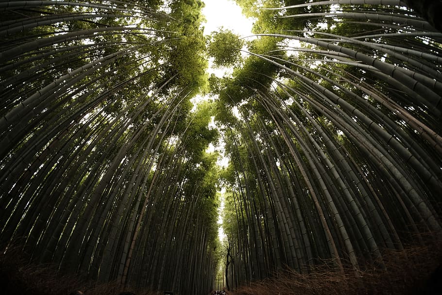 green forest during daytime, plant, bamboo, tree, nature, jungle HD wallpaper