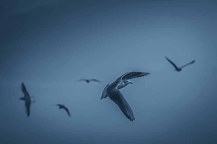 white birds during daytime, animal themes, animals in the wild HD wallpaper