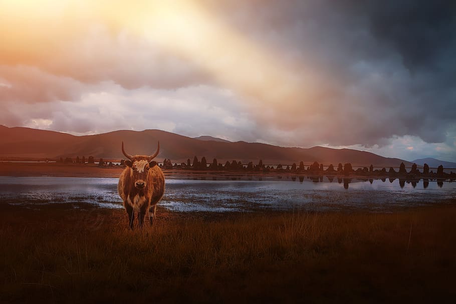 landscape, nature, beef, water, sky, autumn, beautiful, weather mood HD wallpaper