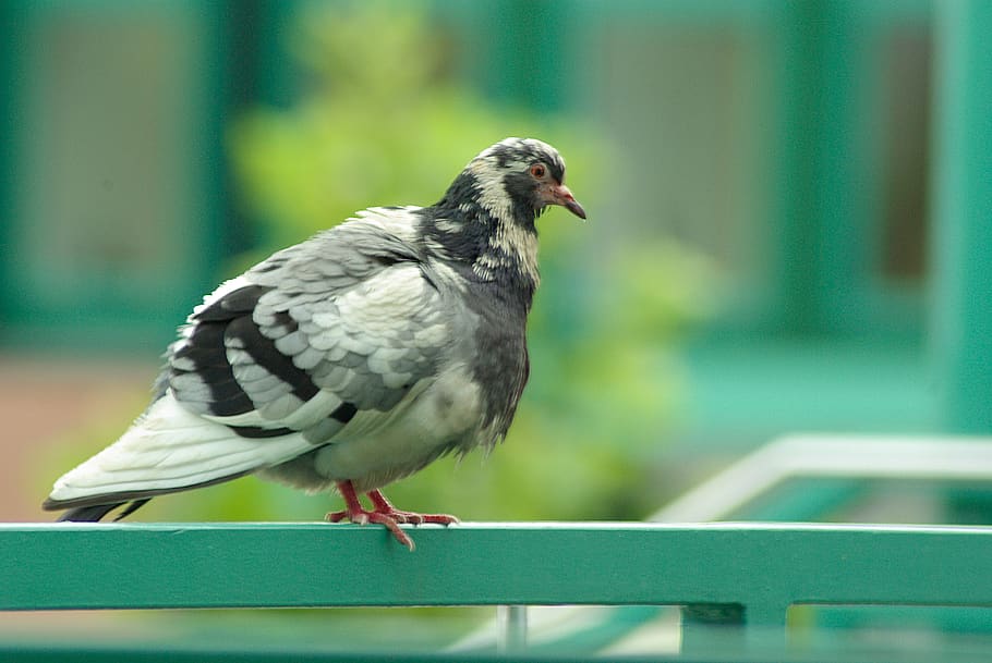 pigeon, railing, sitting, green, puffed up, bird, animal themes