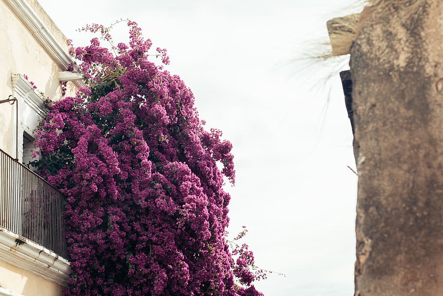 plant, tree, blossom, flower, outdoors, vegetation, lilac, bush HD wallpaper