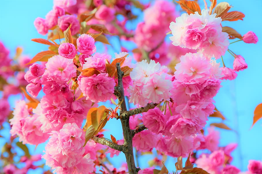 flower, nature, spring, plant, pink, romantic, natural, beautiful HD wallpaper