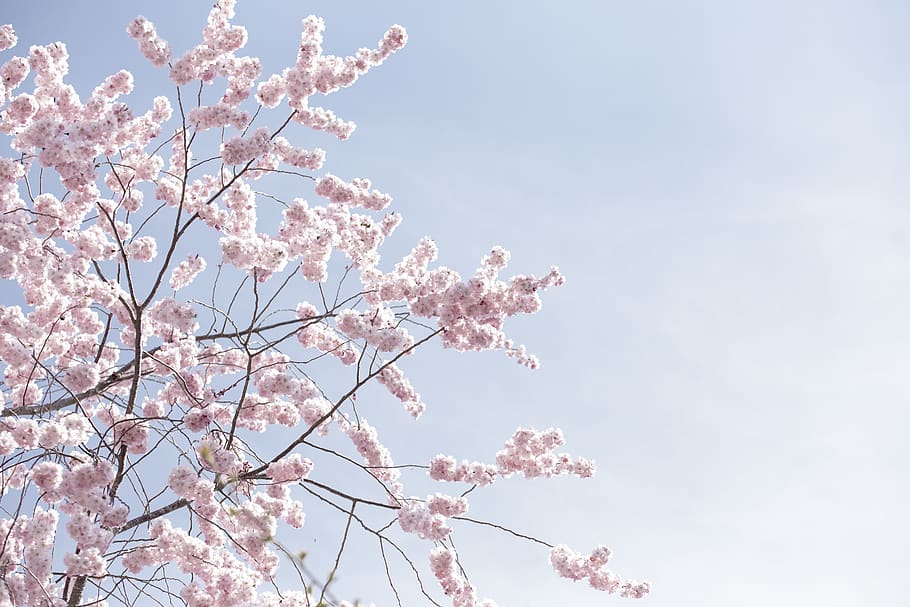 pink sakura tree, flower, flowering plant, fragility, low angle view HD wallpaper