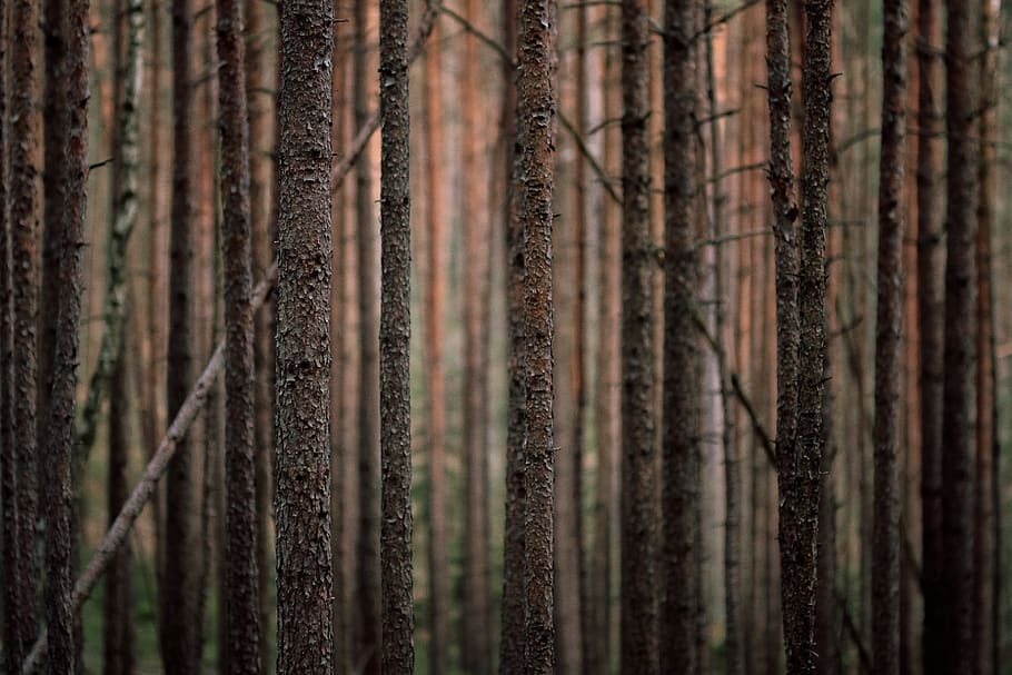 tall brown trees, full frame, forest, no people, backgrounds HD wallpaper