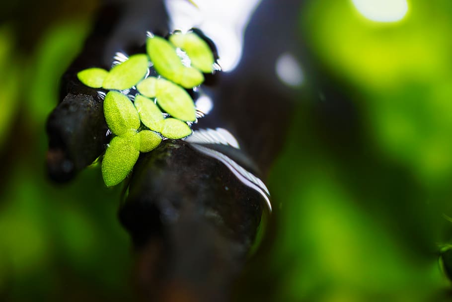 china, beijing, plant, close-up, green color, nature, growth HD wallpaper