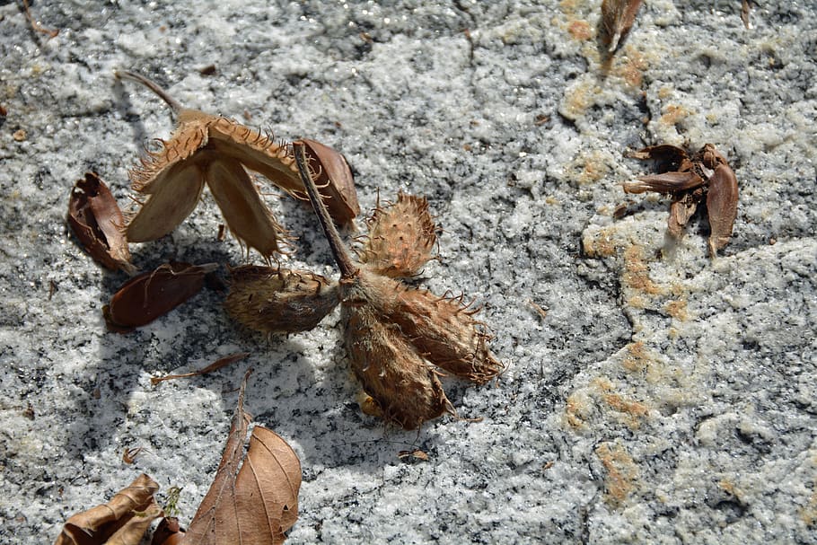 boll, withered, brown, nature, dry, autumn, close up, plant HD wallpaper