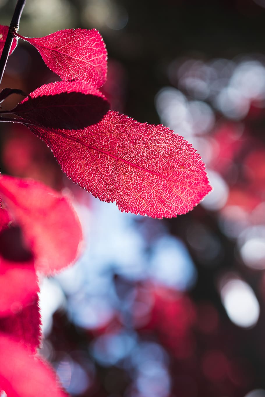 red leaf plant, langton green, united kingdom, veins, bonnet HD wallpaper