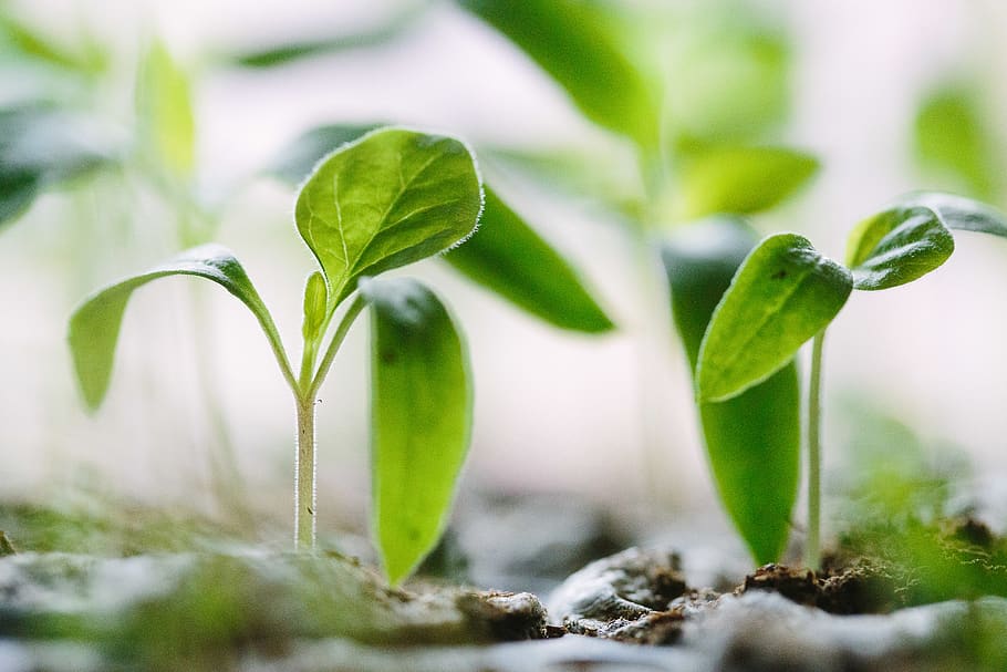 green plants on soil, plant part, leaf, growth, green color, nature HD wallpaper