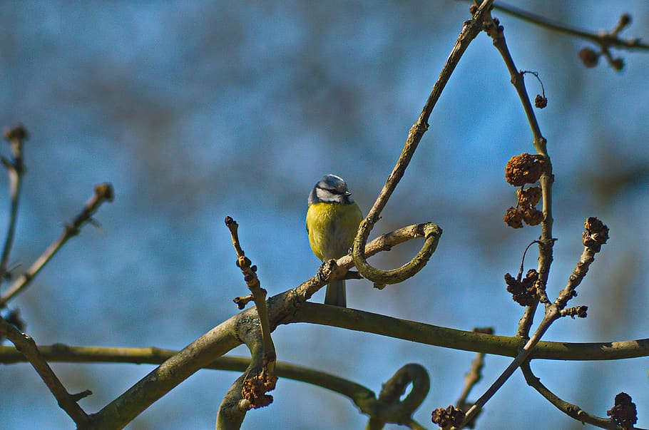 chickadee, bird, nature, yellow, great tit, animal themes, vertebrate HD wallpaper