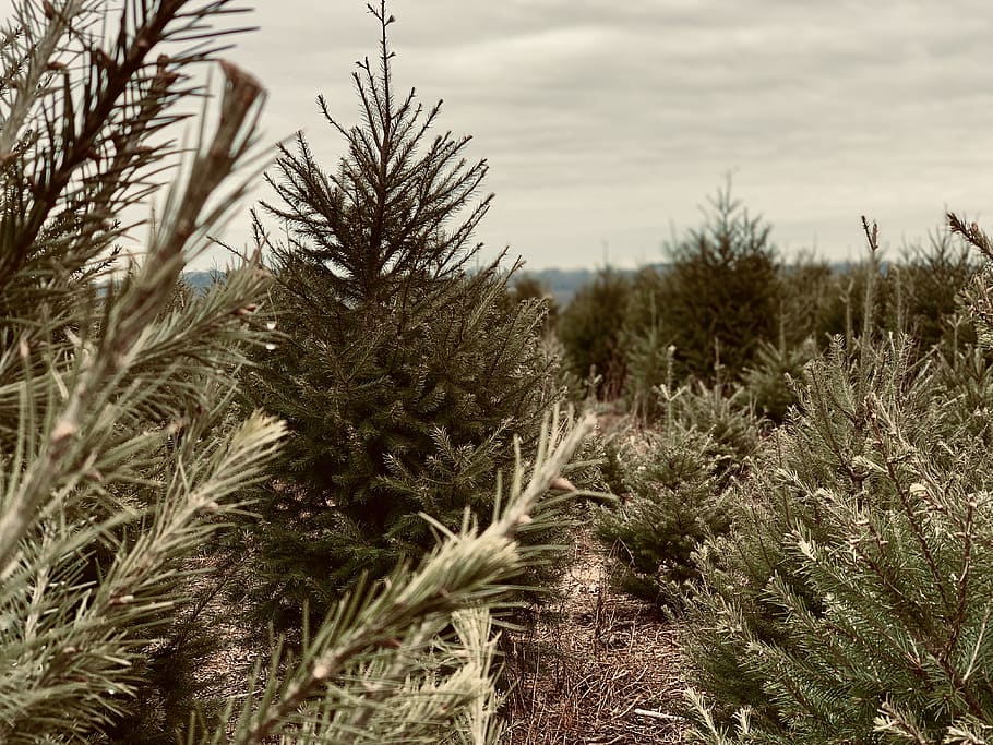 trees during daytime, sky, land, wilderness, tree farm, family HD wallpaper