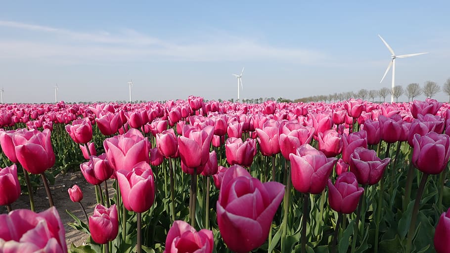tulips, pink, tulip fields, bulb, netherlands, spring, holland, HD wallpaper