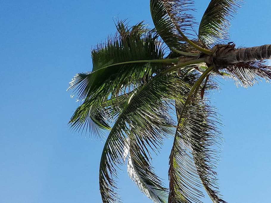 palm tree, tropical climate, sky, low angle view, blue, clear sky HD wallpaper